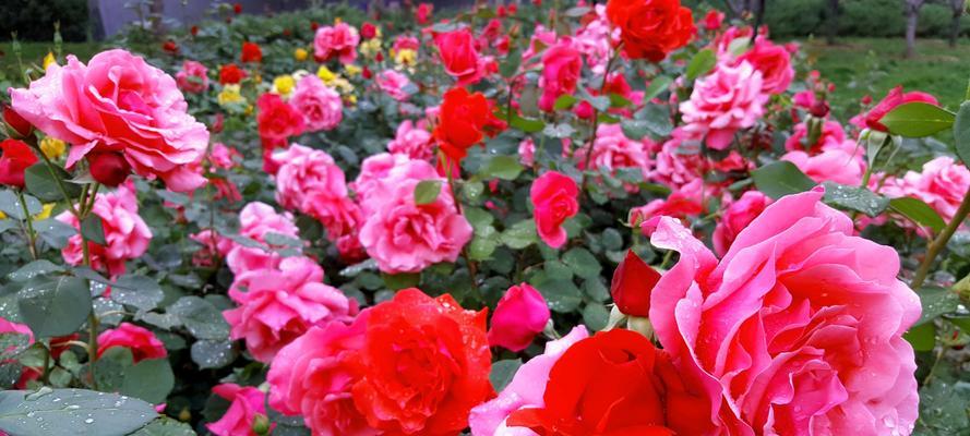 月季花语——爱情与希望的象征（探索月季的浪漫与祝福）