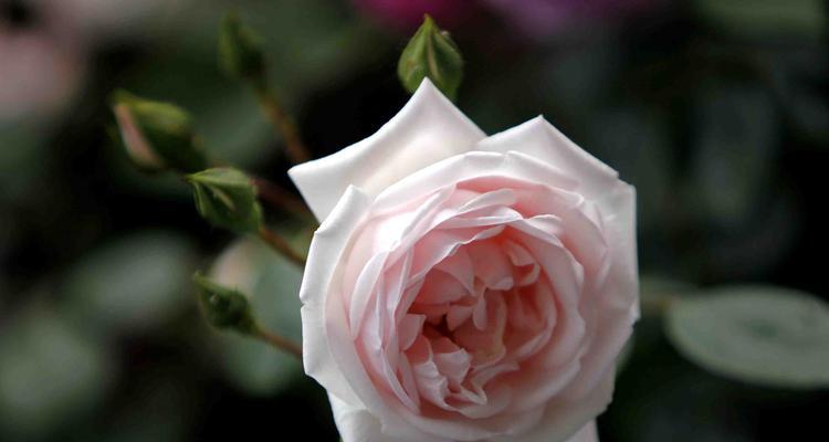 月季花语——爱情与希望的象征（探索月季的浪漫与祝福）