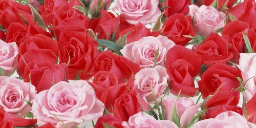 三朵玫瑰的象征意义（解读玫瑰花语）