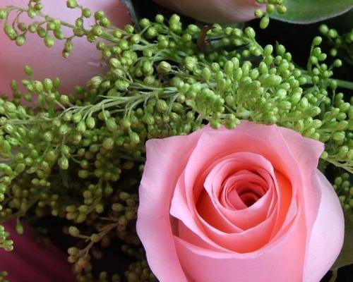 三朵玫瑰的象征意义（解读玫瑰花语）