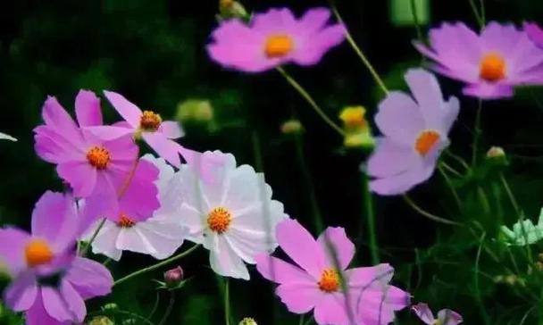 格桑花的花语传递着无尽的爱和坚韧（格桑花花语的意义与美丽）