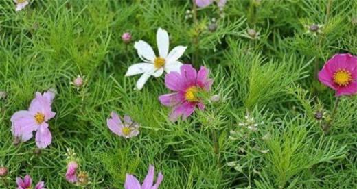 格桑花的花语传递着无尽的爱和坚韧（格桑花花语的意义与美丽）