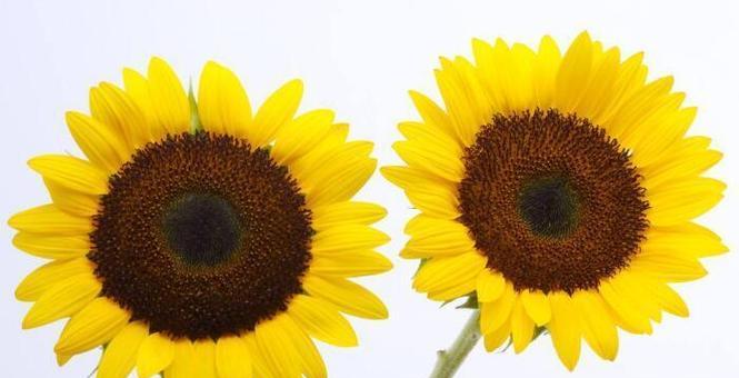 向日葵的寓意与花语（以向日葵为主题的花语及寓意解读）