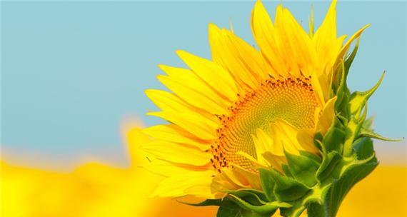 向日葵的寓意与花语（以向日葵为主题的花语及寓意解读）