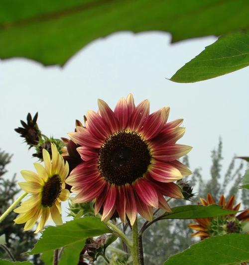 向日葵的寓意与花语（以向日葵为主题的花语及寓意解读）