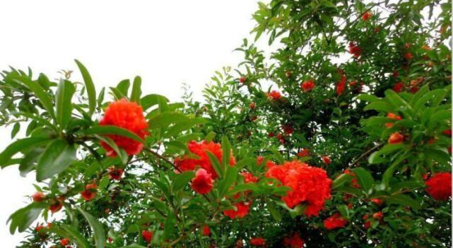 石榴花的花语（盛开的红色鲜花）