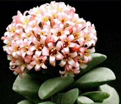 多肉开花的含义及象征（多肉开花传递的信息与预示）