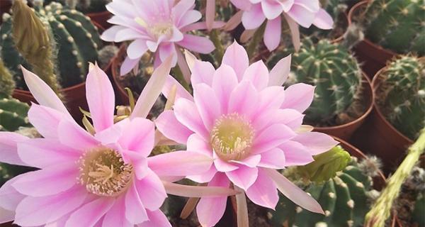 多肉开花的含义及象征（多肉开花传递的信息与预示）