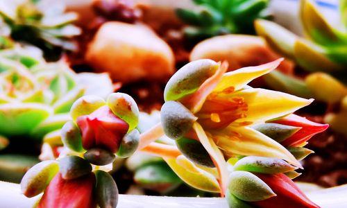 多肉开花的含义及象征（多肉开花传递的信息与预示）