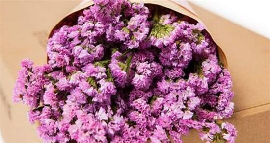 星辰花的花语与寓意（揭开星辰花的神秘面纱）