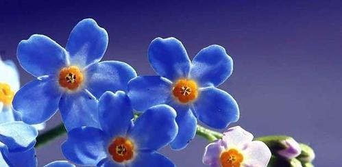 星辰花的花语与寓意（揭开星辰花的神秘面纱）