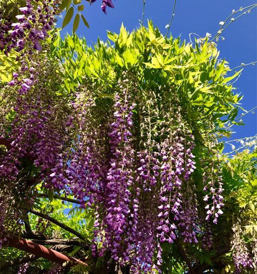紫藤花（盛放于时光中的紫色梦幻）