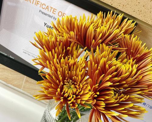 烟花菊（烟花菊的花语与寓意）