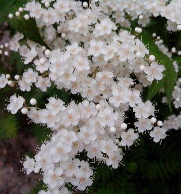 烟花菊（烟花菊的花语与寓意）