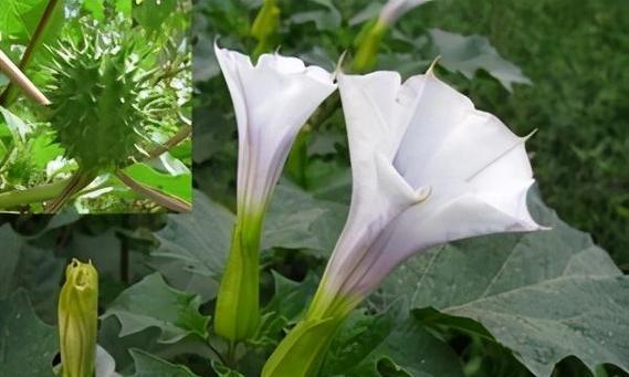 曼陀罗花语与寓意（探寻曼陀罗花的神秘魅力）