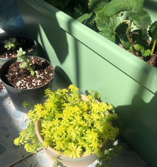 坚韧不拔的植物世界（以坚强与生命力为象征的植物种类及特征）