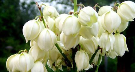 花开寄托希望（以花语传递无限希望）