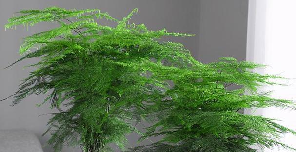 希望之花（让我们一起探索这些植物的美丽与力量）