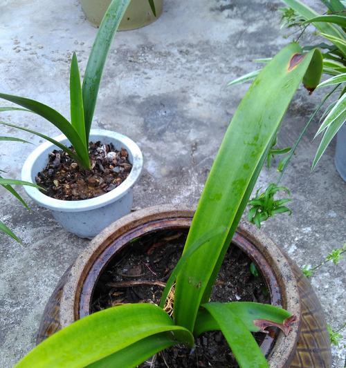 坚韧不拔的植物世界（探索自然中的力量之源）