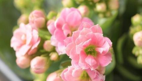 红色长寿花花语之传承生命的力量（红色长寿花花语的深层含义与启示）