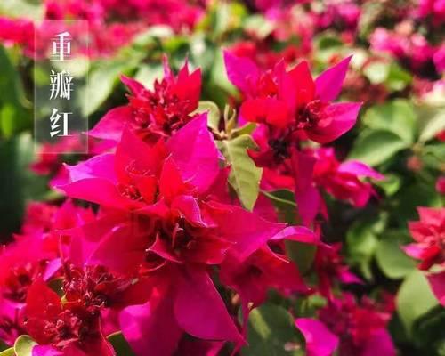 三角梅的花语与意义（花中的情感传递与美丽绽放）