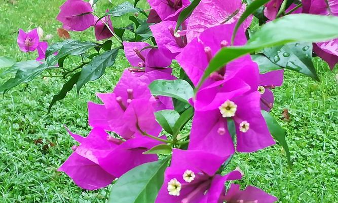 三角梅的花语与意义（花中的情感传递与美丽绽放）