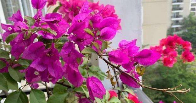 三角梅的花语与意义（花中的情感传递与美丽绽放）