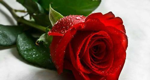 玫瑰花（迷人的花卉世界——玫瑰的魅力与多样性）