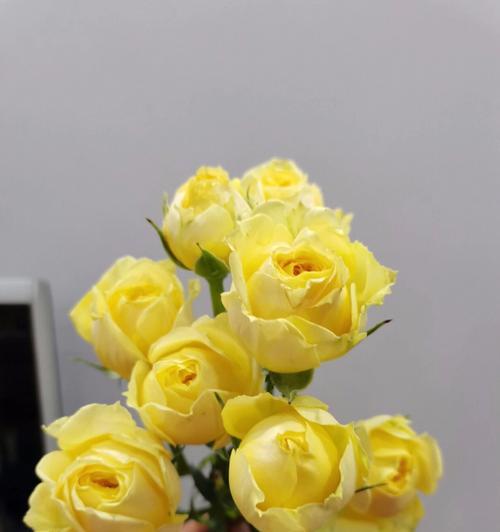 多头玫瑰九星蓝狐花语之美丽与祝福（多头玫瑰九星蓝狐花语的魅力与意义）