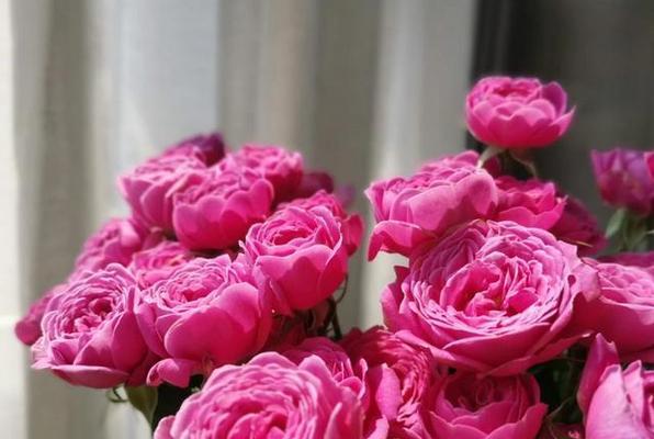 多头玫瑰九星蓝狐花语之美丽与祝福（多头玫瑰九星蓝狐花语的魅力与意义）