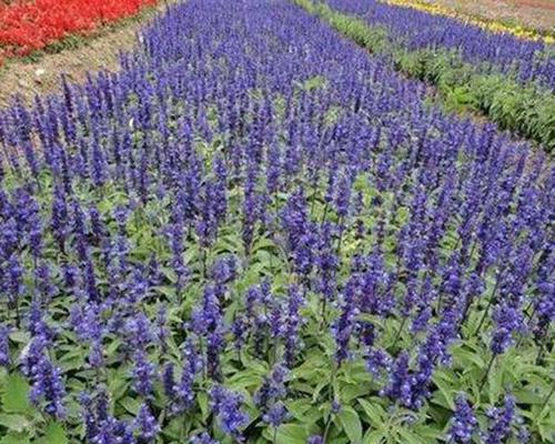 蓝花鼠尾草的花语与意义（揭秘蓝花鼠尾草的神秘花语之谜）