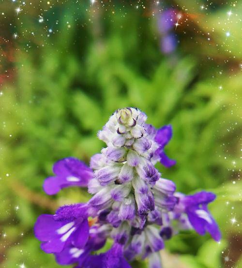 蓝花鼠尾草的花语与意义（揭秘蓝花鼠尾草的神秘花语之谜）