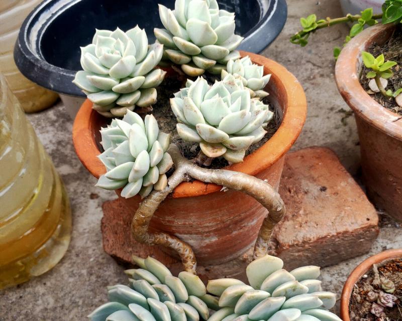 多肉白牡丹的花语（一朵多肉白牡丹）