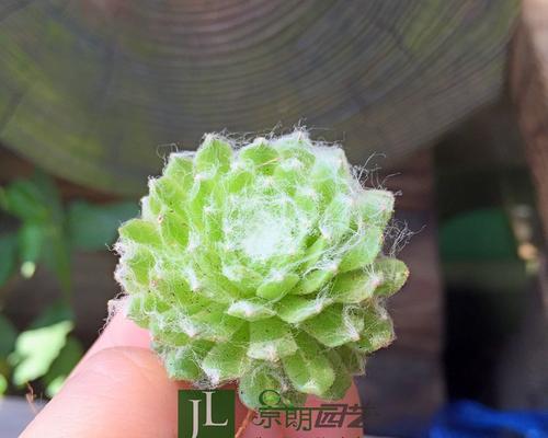 多肉白牡丹的花语（一朵多肉白牡丹）