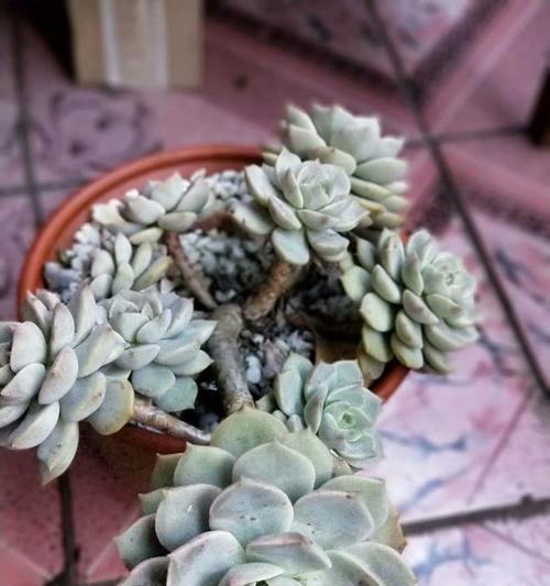 多肉白牡丹的花语（一朵多肉白牡丹）