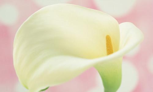 马蹄莲——花开盛世，传承传奇（花语与传说）