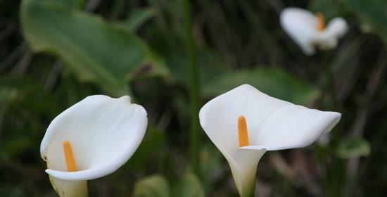 马蹄莲——花开盛世，传承传奇（花语与传说）
