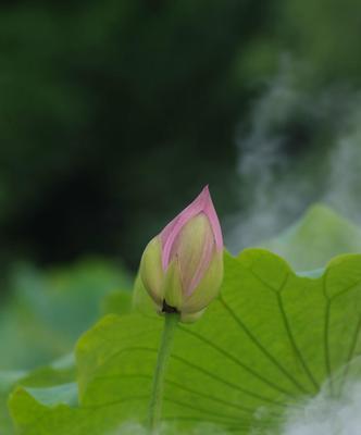 以雅乐之舞，展现优美姿态（翩翩起舞）