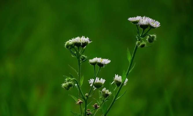 一年蓬的花语与寓意（一年蓬的美丽盛放与短暂生命）