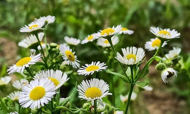 一年蓬的花语与寓意（一年蓬的美丽盛放与短暂生命）