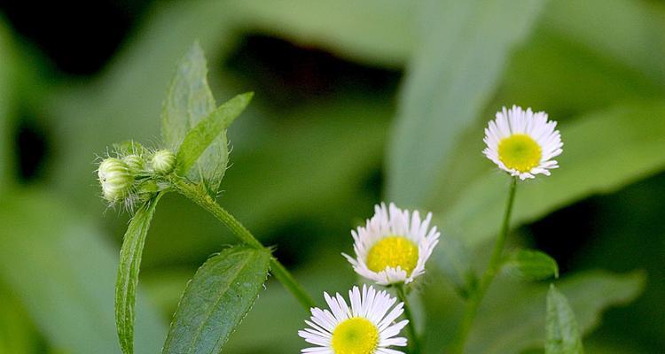 一年蓬的花语与寓意（一年蓬的美丽盛放与短暂生命）
