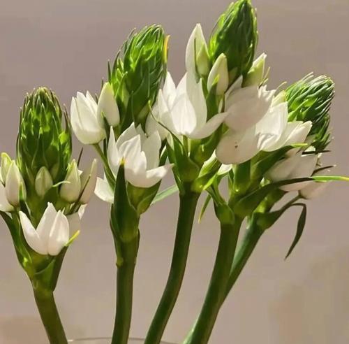 虎眼万年青花语（探寻虎眼万年青的花语）