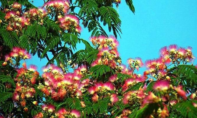 合欢花的花语与寓意（以美丽与和谐为象征的合欢花）