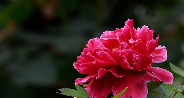 牡丹花的寓意与象征——繁荣昌盛（解读牡丹花的象征意义）