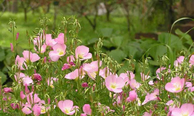 月见草的花语——希望之光（传说中的月见草）