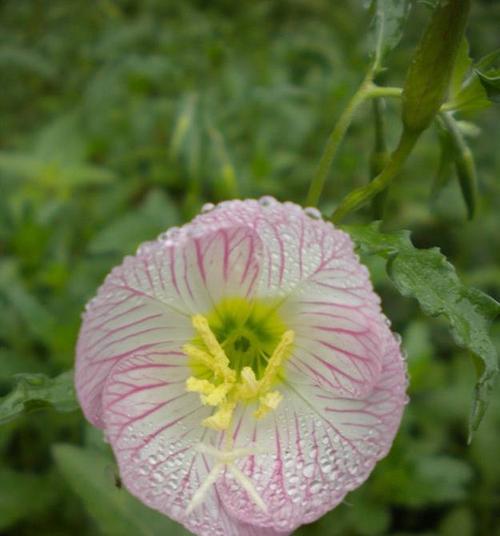 月见草的花语——希望之光（传说中的月见草）