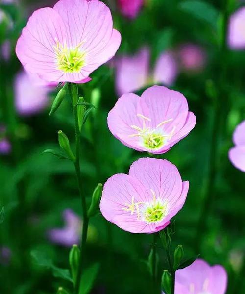 月见草的花语——希望之光（传说中的月见草）