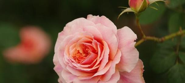 揭示玫瑰颜色的花语之美（探索花色代表的含义及象征意义）