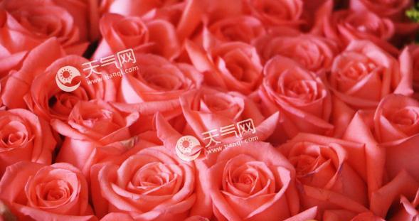 揭示玫瑰颜色的花语之美（探索花色代表的含义及象征意义）