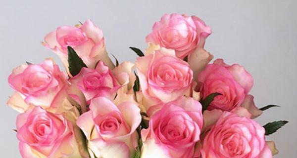 揭示玫瑰颜色的花语之美（探索花色代表的含义及象征意义）